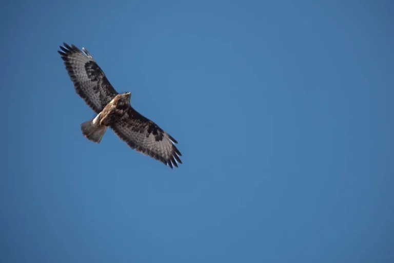 Feedbuzzard Search Intent: What SEO Teams Can Learn From the Trend
